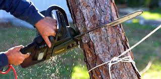 Best Root Management and Removal  in Ripon, CA