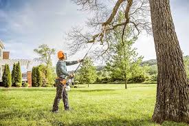 How Our Tree Care Process Works  in  Ripon, CA