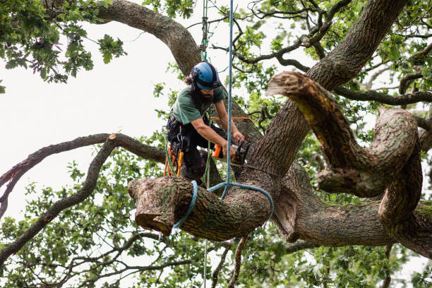 Best Tree Risk Assessment  in Ripon, CA